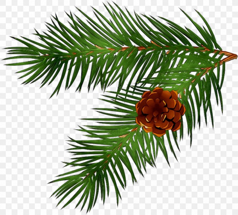 Branch Pine Fir Tree Conifer Cone, PNG, 1235x1116px, Branch, American Larch, Balsam Fir, Canadian Fir, Christmas Tree Download Free