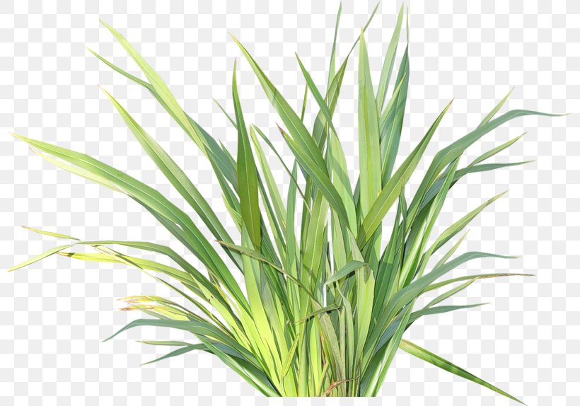 Clip Art, PNG, 800x574px, Pict, Chrysopogon Zizanioides, Commodity, Graphics Software, Grass Download Free