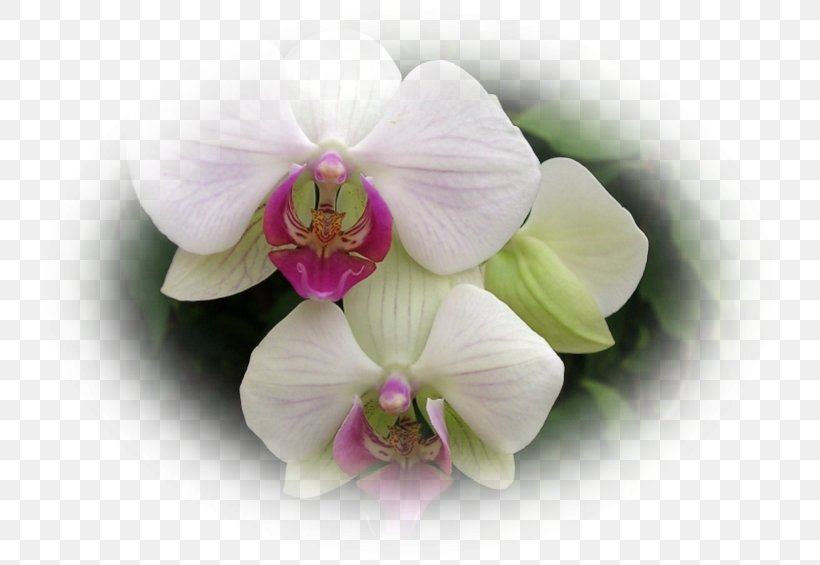 Dendrobium Sweet Pea Lilac Orchids Violet, PNG, 753x565px, 6 October, Dendrobium, Blomsterbutikk, Facebook, Facebook Inc Download Free