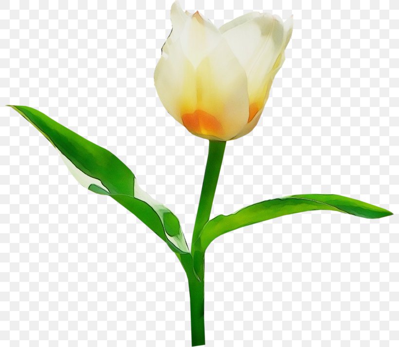 Flower Flowering Plant Tulip Plant Petal, PNG, 800x714px, Watercolor, Cut Flowers, Flower, Flowering Plant, Paint Download Free