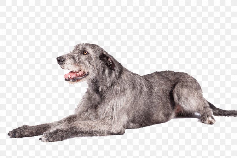 Irish Wolfhound Schnoodle Scottish Deerhound Glen Irish Terrier, PNG, 1170x780px, Irish Wolfhound, Bearded Collie, Breed, Carnivoran, Collie Download Free