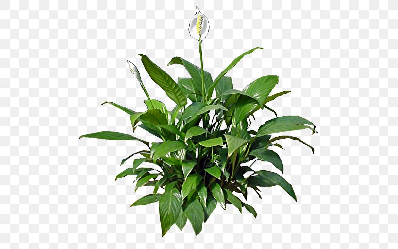 Peace Lily Houseplant Flower Lilium Candidum, PNG, 512x512px, Peace Lily, Chlorophytum Comosum, Color, Dumb Canes, Easter Lily Download Free