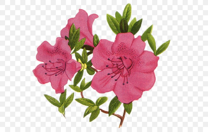 Petal Flower Photography, PNG, 588x520px, Petal, Azalea, Cut Flowers, Drawing, Floral Design Download Free