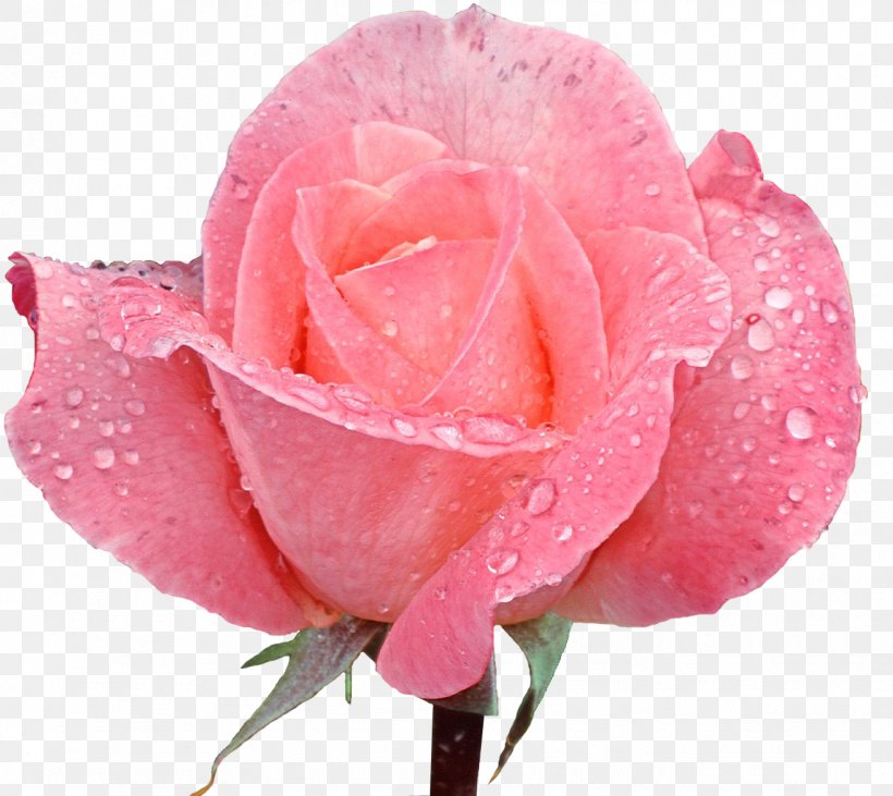 Rose Desktop Wallpaper Pink Flowers, PNG, 1323x1180px, Rose, Blue Rose, China Rose, Close Up, Color Download Free