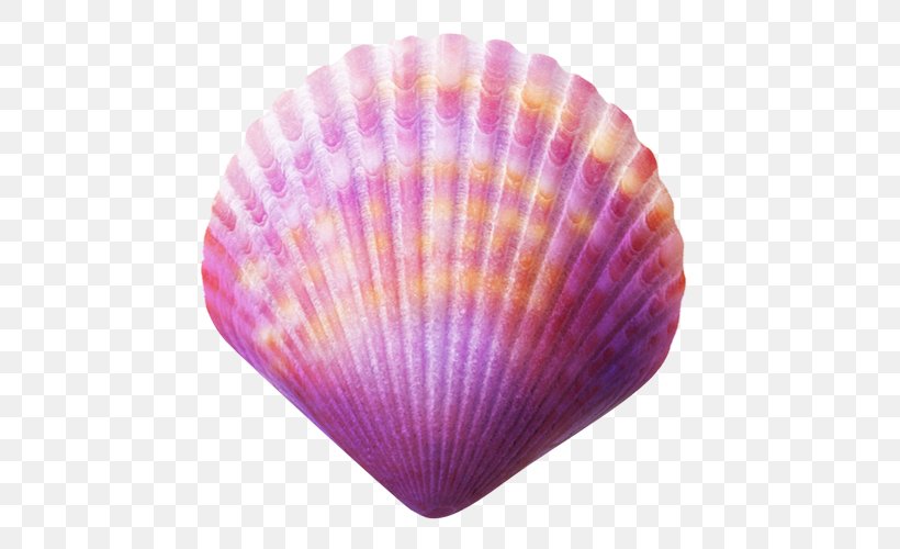 Seashell Purple Clip Art, PNG, 500x500px, Seashell, Blue, Cockle, Color, Google Images Download Free
