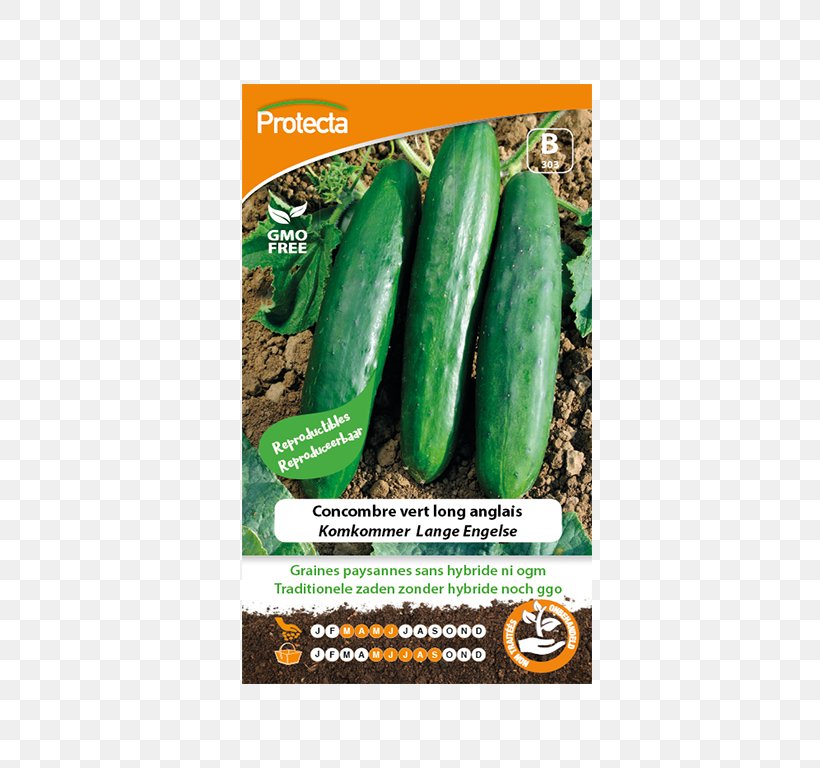 Cucumber Seed Saving Vegetable Benih, PNG, 688x768px, Cucumber, Benih, Borage, Cucumber Gourd And Melon Family, Cucumis Download Free