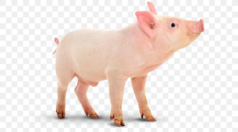 Domestic Pig Porcinocultura Pig Farming Vaccination, PNG, 601x454px, Domestic Pig, Animal Breeding, Animal Figure, Diarrhea, Fauna Download Free