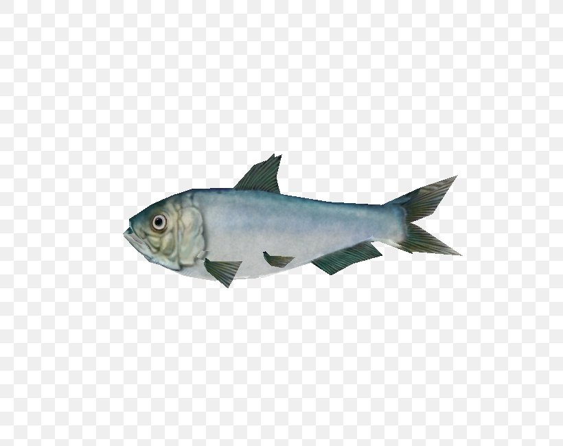 Milkfish Cod Oily Fish Marine Biology Fauna, PNG, 750x650px, Milkfish, Biology, Cod, Fauna, Fin Download Free