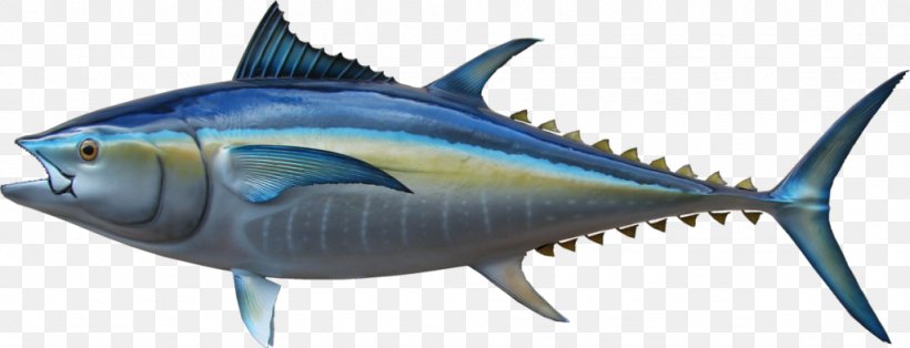 Thunnus Swordfish Mackerel Oily Fish Milkfish, PNG, 1024x393px, Thunnus, Animal, Animal Figure, Billfish, Biology Download Free