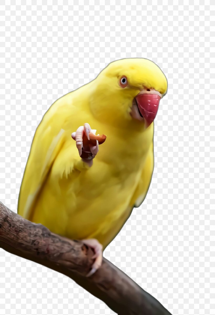 Bird Parakeet Parrot Yellow Beak, PNG, 1651x2424px, Pop Art, Atlantic Canary, Beak, Bird, Budgie Download Free
