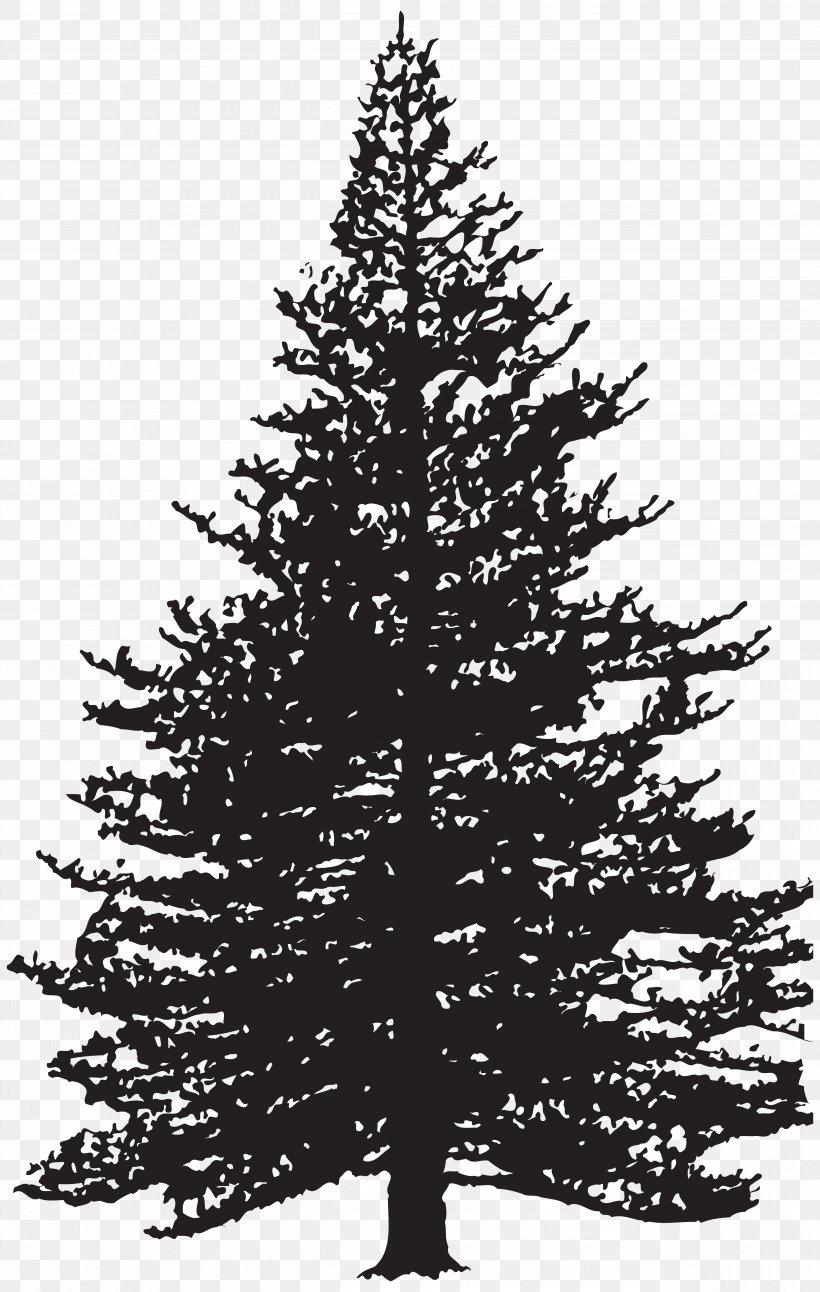 Clip Art Fir Drawing Pine Image, PNG, 5074x8000px, Fir, Black And White, Branch, Christmas Decoration, Christmas Ornament Download Free