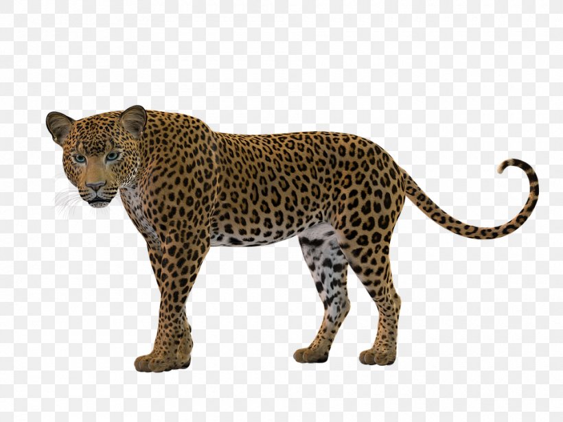 Leopard Panther Cheetah Felidae Cougar, PNG, 960x720px, Leopard, Animal Figure, Big Cat, Big Cats, Carnivoran Download Free