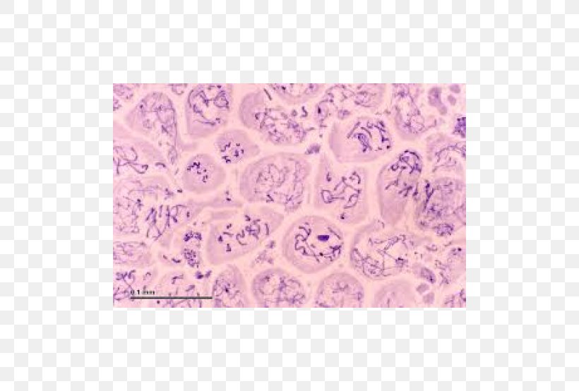 Microscope Slides Spermatocyte Cell Meiosis Cèl·lula Animal, PNG, 500x554px, Microscope Slides, Animal, Cell, Cell Cycle, Cell Division Download Free