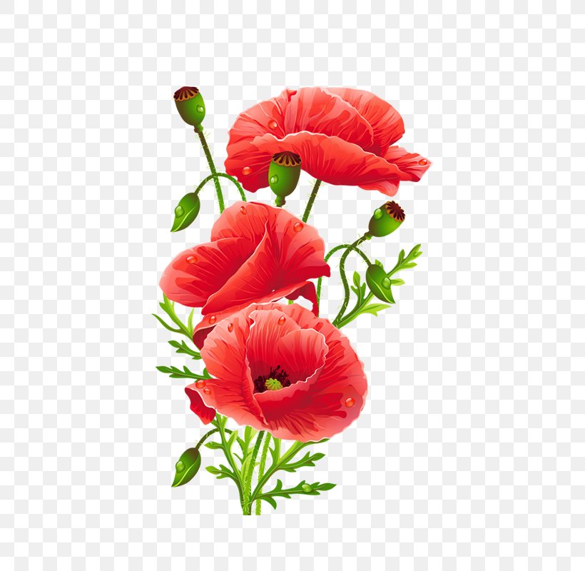 Common Poppy Flower Red, PNG, 800x800px, Poppy, Art, Artificial Flower, Common Poppy, Coquelicot Download Free