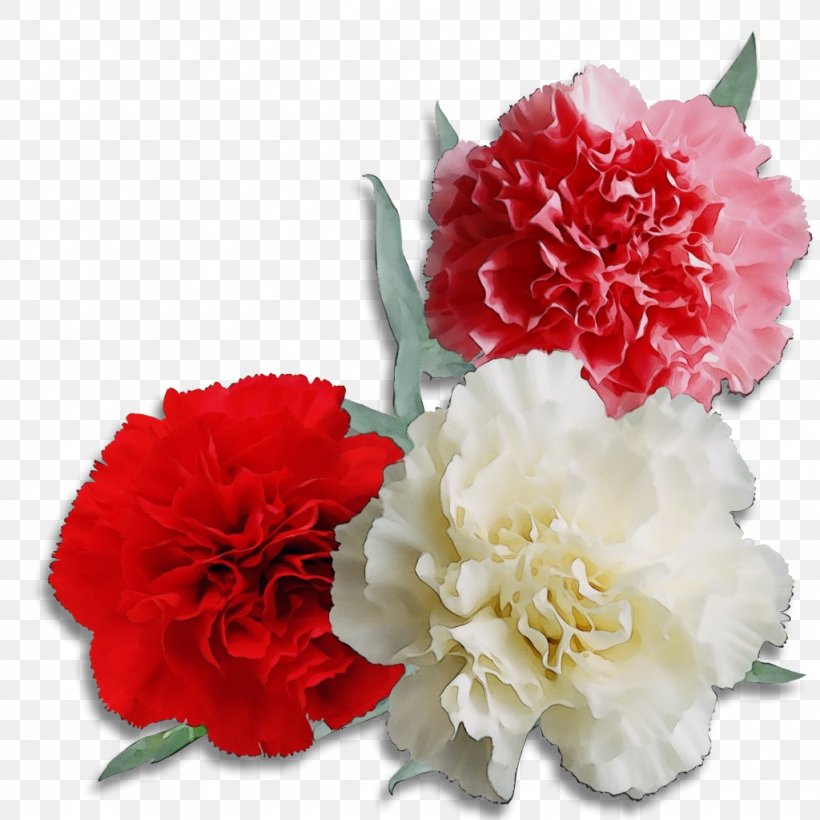 Flowers Background, PNG, 1024x1024px, Carnation, Artificial Flower, Chinese Peony, Color, Common Peony Download Free