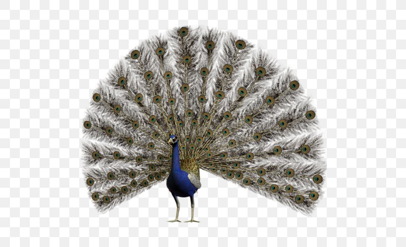 Pavo Feather Asiatic Peafowl, PNG, 500x500px, Pavo, Asiatic Peafowl, Beak, Feather, Galliformes Download Free