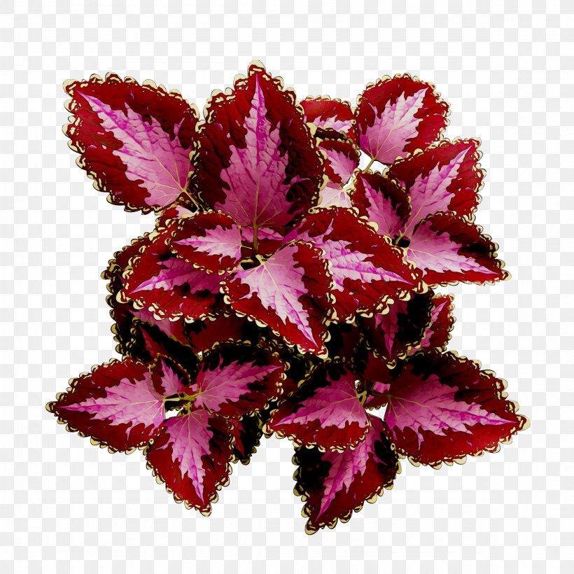 Purple Herbaceous Plant Plants P!nk, PNG, 2360x2360px, Purple, Annual Plant, Flower, Flowering Plant, Herbaceous Plant Download Free