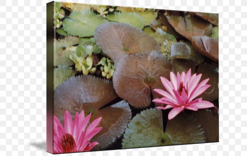 Wildflower Petal Aquatic Plants, PNG, 650x517px, Flower, Aquatic Plant, Aquatic Plants, Flora, Flowering Plant Download Free