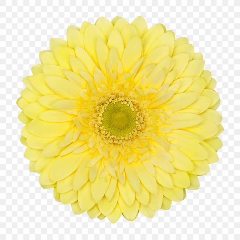 Chrysanthemum Cut Flowers Transvaal Daisy Yellow, PNG, 1772x1772px, Chrysanthemum, Calendula Officinalis, Chrysanths, Color, Common Sunflower Download Free