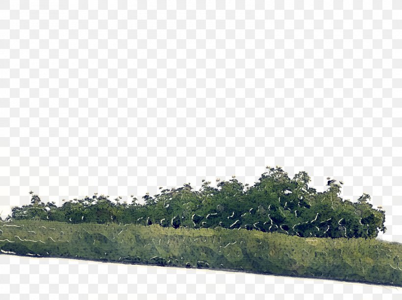Green Grass Background, PNG, 1600x1198px, Vegetation, Artificial Flower, Bank, Cranesbill, Evergreen Download Free