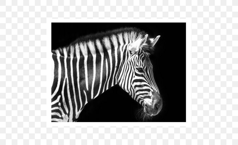 Quagga Zebra Horse Animal, PNG, 500x500px, Quagga, Animal, Black, Black And White, Business Download Free