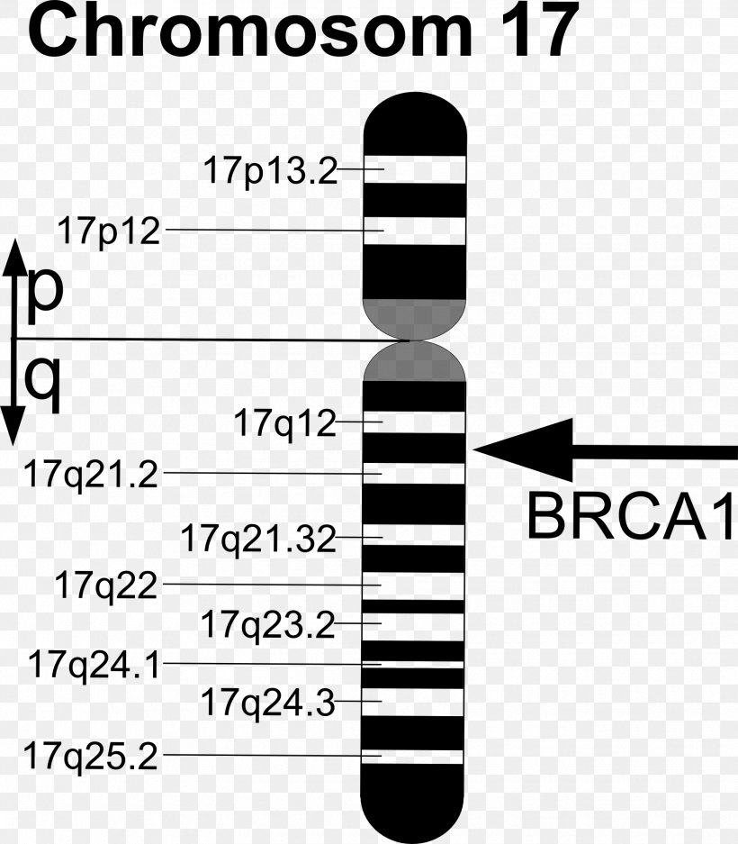 BRCA1 BRCA Mutation BRCA2 Gene, PNG, 1750x2000px, Brca Mutation, Area, Black, Black And White, Brand Download Free