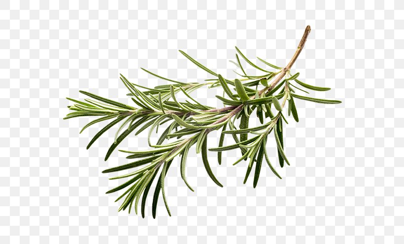 Rosemary Herb Clip Art Spice, PNG, 714x497px, Rosemary, Branch, Common Sage, Grass, Herb Download Free