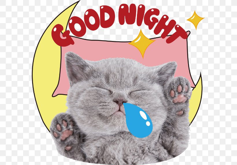 Cat Kitten Desktop Wallpaper Dog Animal, PNG, 600x571px, Cat, Animal, Animal Rescue Group, Bird, British Shorthair Download Free