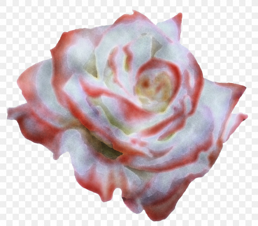 Garden Roses, PNG, 1440x1263px, Pink, Cut Flowers, Echeveria, Floribunda, Flower Download Free