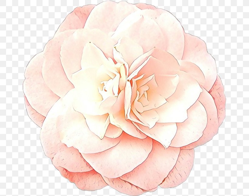 Garden Roses, PNG, 670x644px, Cartoon, Camellia, Cut Flowers, Flower, Garden Roses Download Free