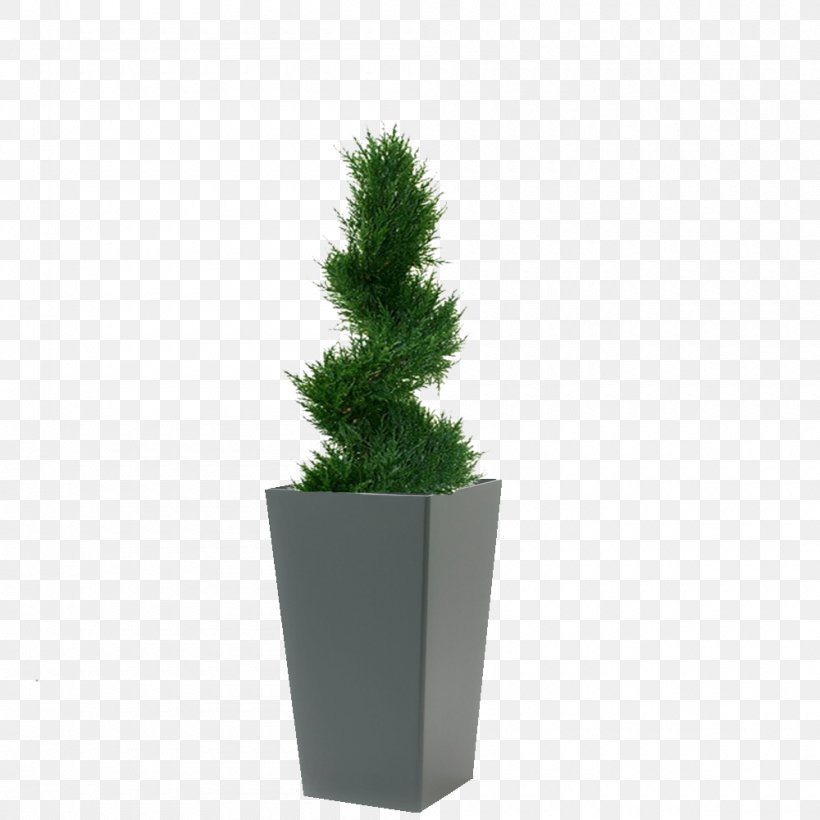 Spruce English Yew Conifeer Spiraal Deluxe 100cm Fir Flowerpot, PNG, 1000x1000px, Spruce, Conifer, Coniferen, English Yew, Evergreen Download Free