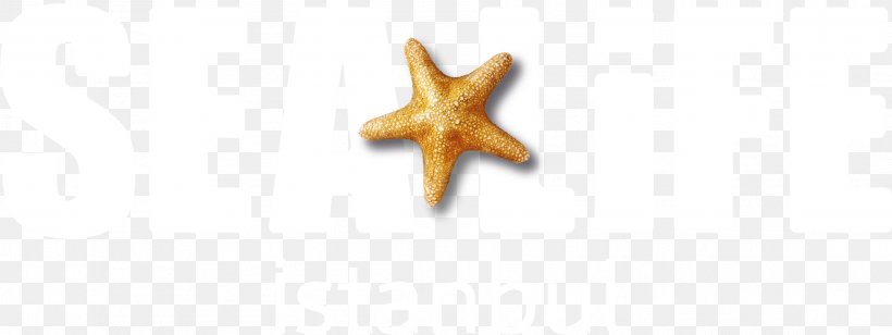 Starfish Body Jewellery, PNG, 2293x864px, Starfish, Body Jewellery, Body Jewelry, Jewellery, Marine Invertebrates Download Free