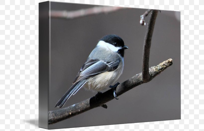 Swallow Gallery Wrap Chickadee Canvas American Sparrows, PNG, 650x527px, Swallow, American Sparrows, Art, Beak, Bird Download Free