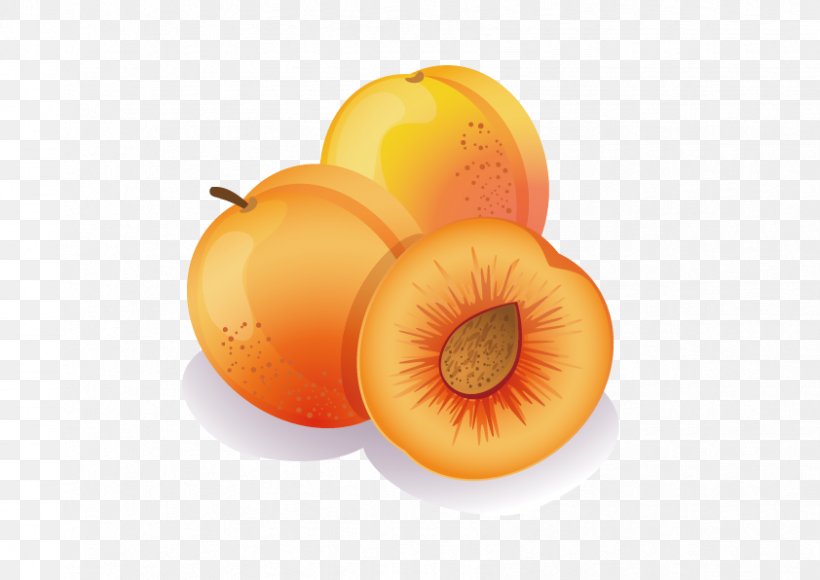 Apricot Fruit Peach Clip Art, PNG, 842x596px, Apricot, Coloring Book, Diet Food, Drawing, Dried Apricot Download Free
