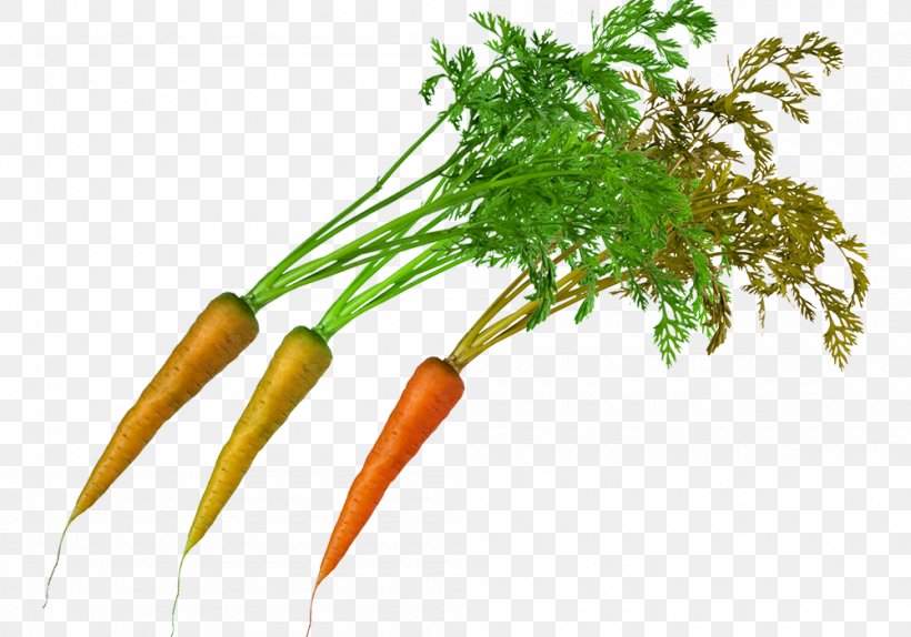 Carrot Superfood Leaf Vegetable Local Food, PNG, 1000x700px, Carrot, Food, Grass, Leaf Vegetable, Local Food Download Free