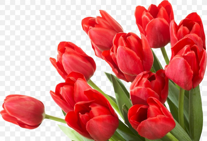 Flower Tulip Clip Art, PNG, 2407x1640px, Flower, Cut Flowers, Dots Per Inch, Floristry, Flower Bouquet Download Free