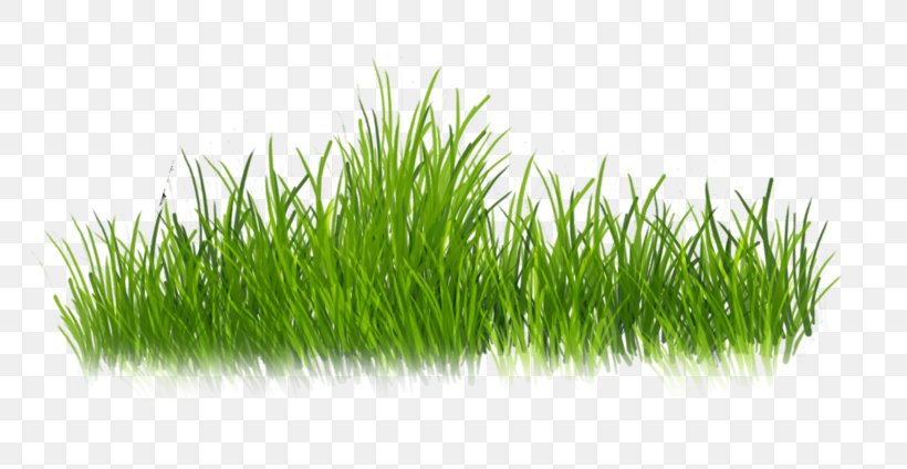 Clip Art Psd Adobe Photoshop, PNG, 800x424px, Tiff, Commodity, Grass, Grass Family, Plant Download Free