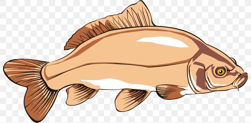 Catfish Clip Art Common Carp Carp Fishing, PNG, 800x402px, Catfish, Animal Figure, Bony Fish, Carp, Carp Fishing Download Free