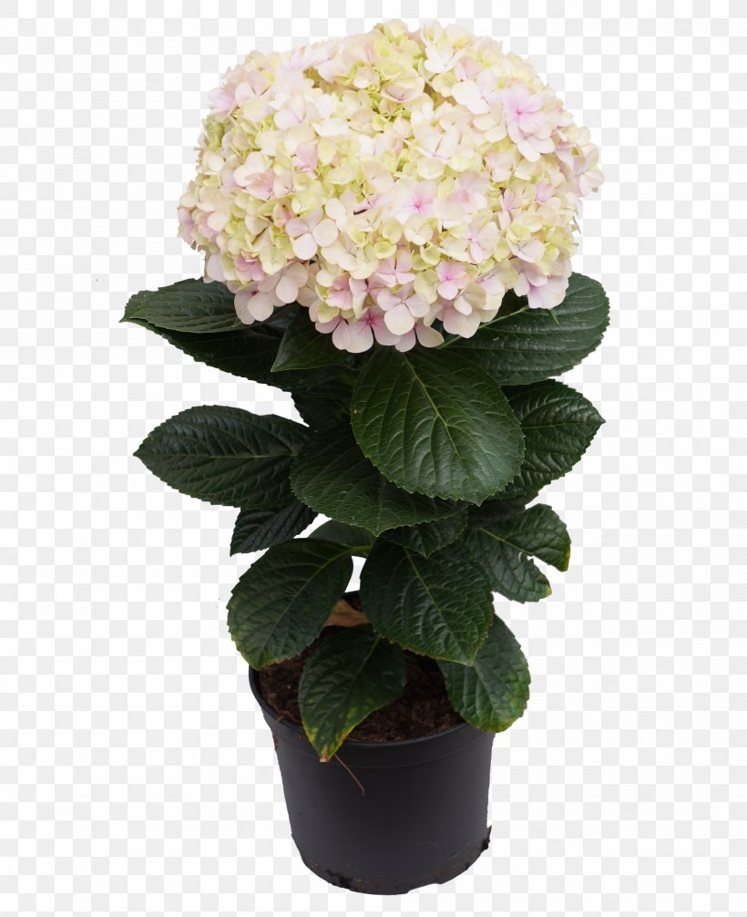 Hydrangea Flowerpot Artificial Flower Cut Flowers, PNG, 2000x2456px, Hydrangea, Artificial Flower, Cornales, Cut Flowers, Flower Download Free