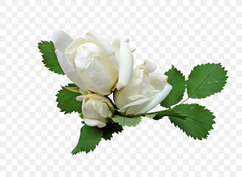 Garden Roses Розы белые Rosa × Alba Clip Art, PNG, 800x600px, Garden Roses, Cut Flowers, Digital Image, Flower, Flower Bouquet Download Free