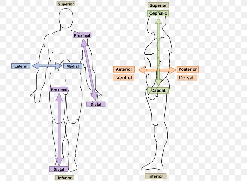 Hand Homo Sapiens Human Anatomy & Physiology Human Body, PNG, 750x599px, Watercolor, Cartoon, Flower, Frame, Heart Download Free