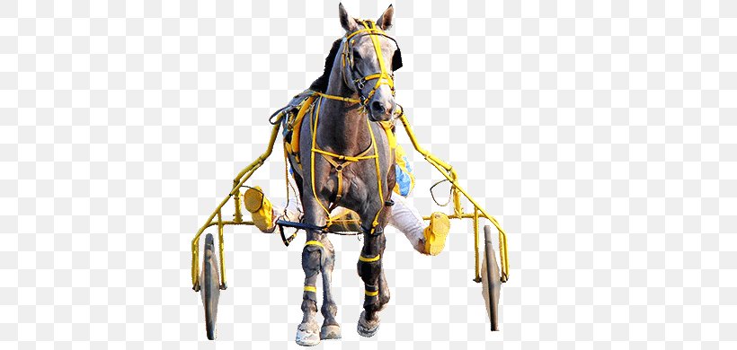 Horse Harnesses Bridle Harness Racing Horse Racing, PNG, 660x390px, Horse, Barrel Racing, Bit, Bridle, Chariot Download Free