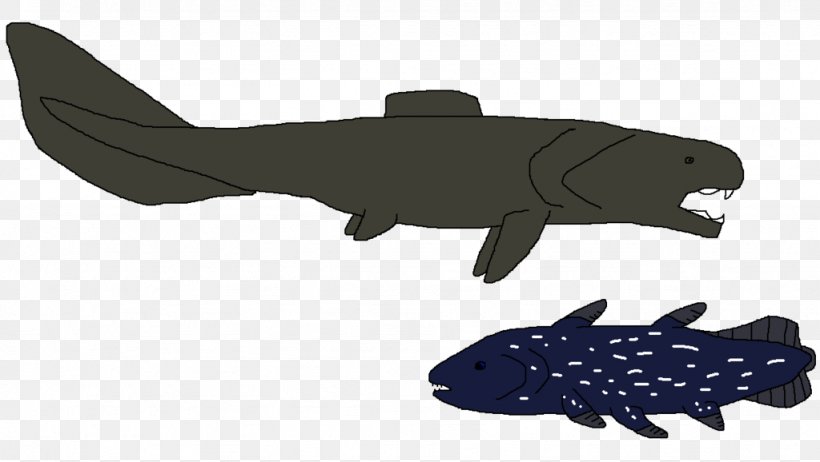 Squaliformes Fish Chondrichthyes Marine Mammal Animal, PNG, 1024x578px, Squaliformes, Animal, Cartilage, Cartilaginous Fish, Chondrichthyes Download Free