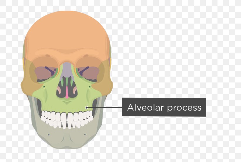 Zygomatic Bone Zygomatic Process Of Maxilla Zygomatic Process Of Maxilla Frontal Process Of Maxilla, PNG, 745x550px, Zygomatic Bone, Bone, Face, Facial Skeleton, Frontal Bone Download Free
