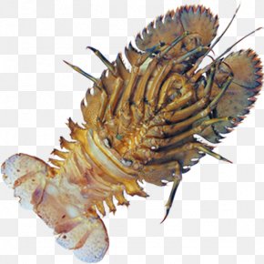 Lobster Marine Organisms - Caridea Shrimp PNG