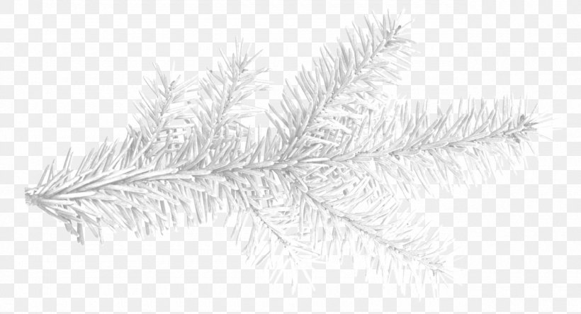 Drawing Spruce Fir Tree Conifers, PNG, 1280x693px, Drawing, Black And White, Branch, Conifer, Conifers Download Free