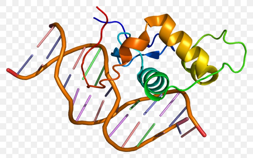 Estrogen-related Receptor Alpha Estrogen Receptor Nuclear Receptor, PNG, 1025x642px, Estrogen Receptor, Area, Artwork, Cell Signaling, Dnabinding Domain Download Free