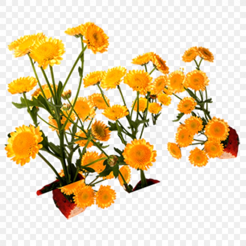 Floral Design Yellow, PNG, 1200x1200px, Floral Design, Calendula, Chrysanthemum, Cut Flowers, Floristry Download Free