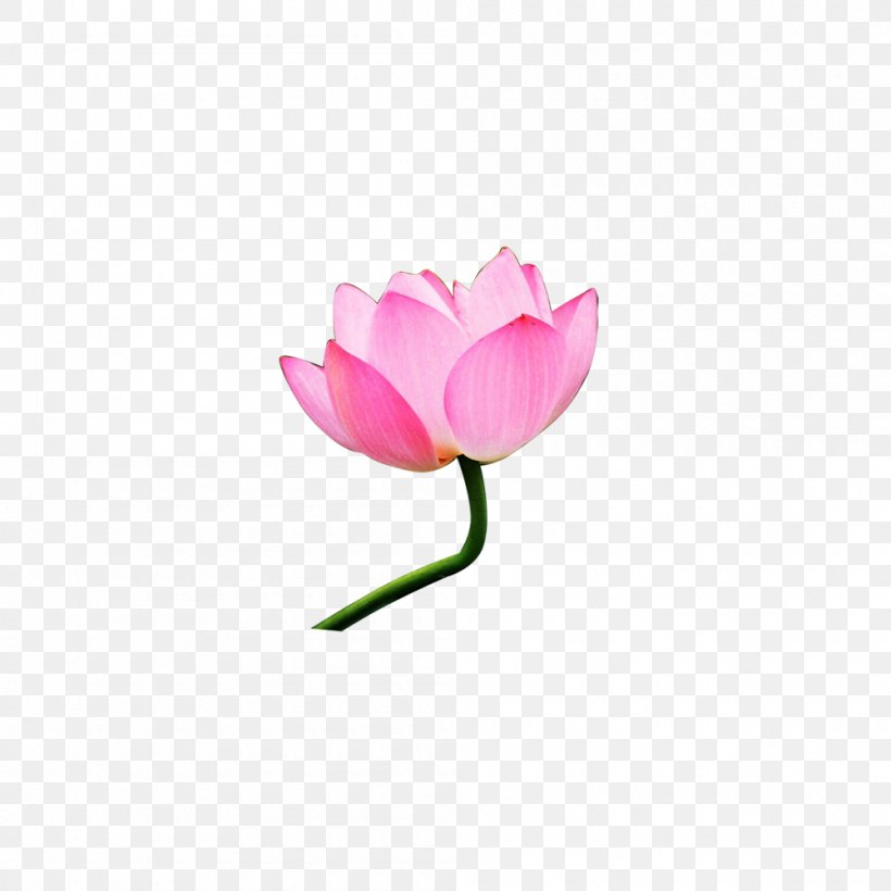 Nelumbo Nucifera Pink Clip Art, PNG, 1000x1000px, Nelumbo Nucifera, Blog, Copyright, Flower, Flowering Plant Download Free