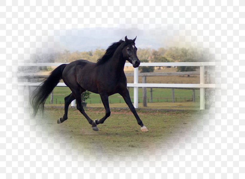 Stallion Mustang Halter Mare Bridle, PNG, 764x600px, Stallion, Bridle, Colt, Halter, Horse Download Free